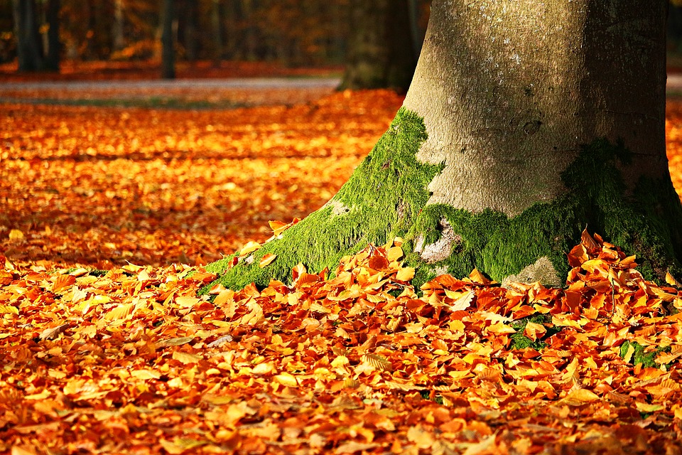 fall-leaves-autumn