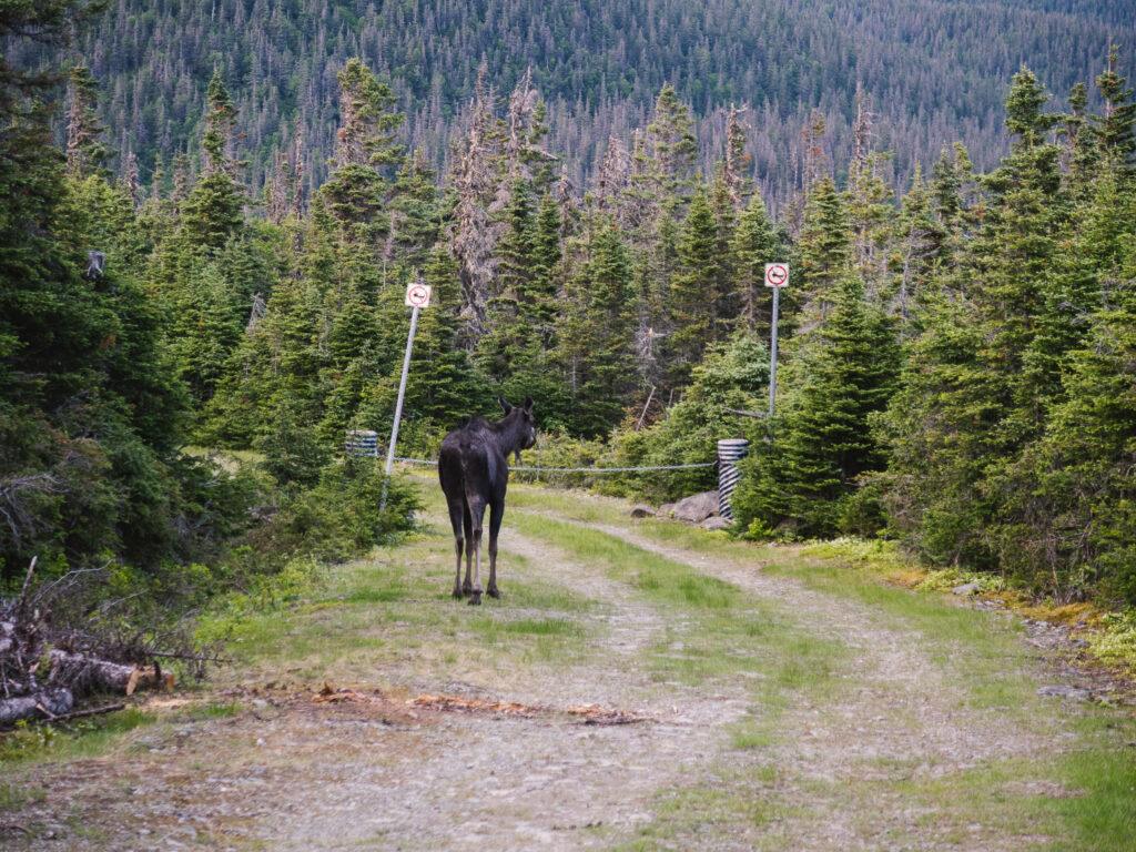 Canadian wildlife in Quebec